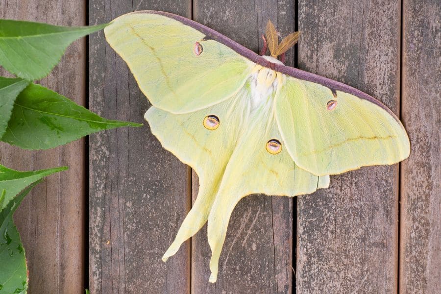 10 Amazing Spiritual Meanings of the Luna Moth
