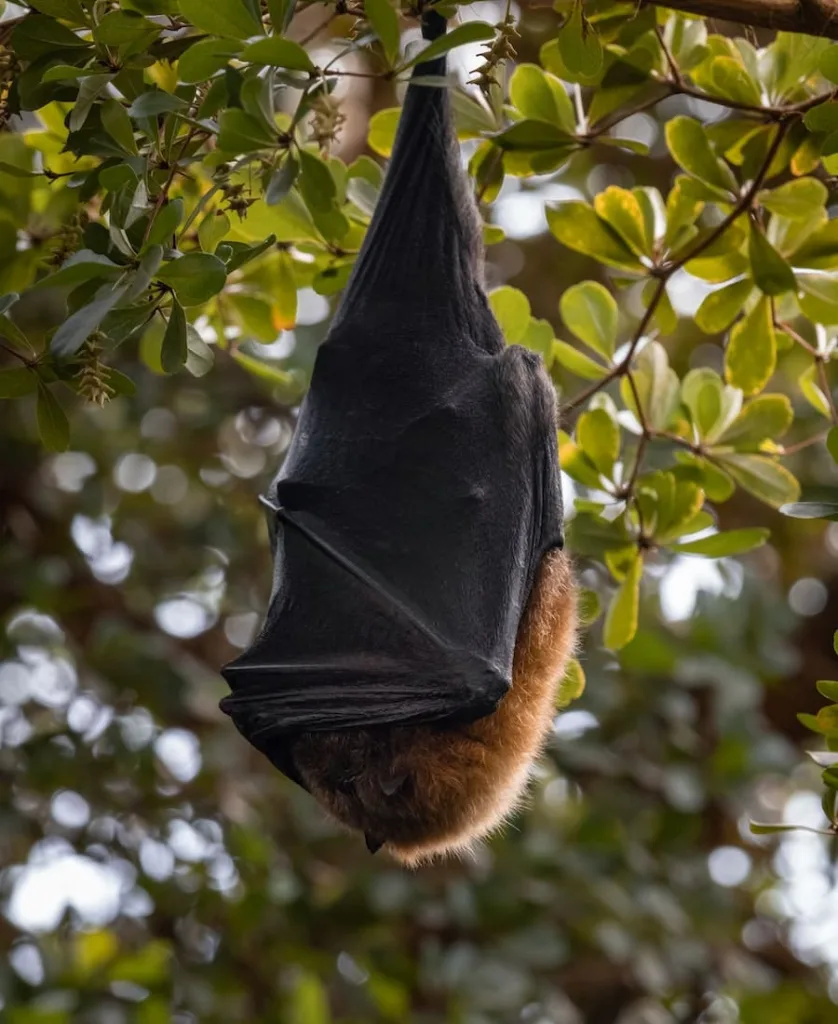 10 Spiritual Meanings Of Bats Outside Your House 