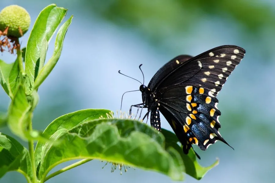 10 Spiritual Meanings of Black Swallowtail Butterfly