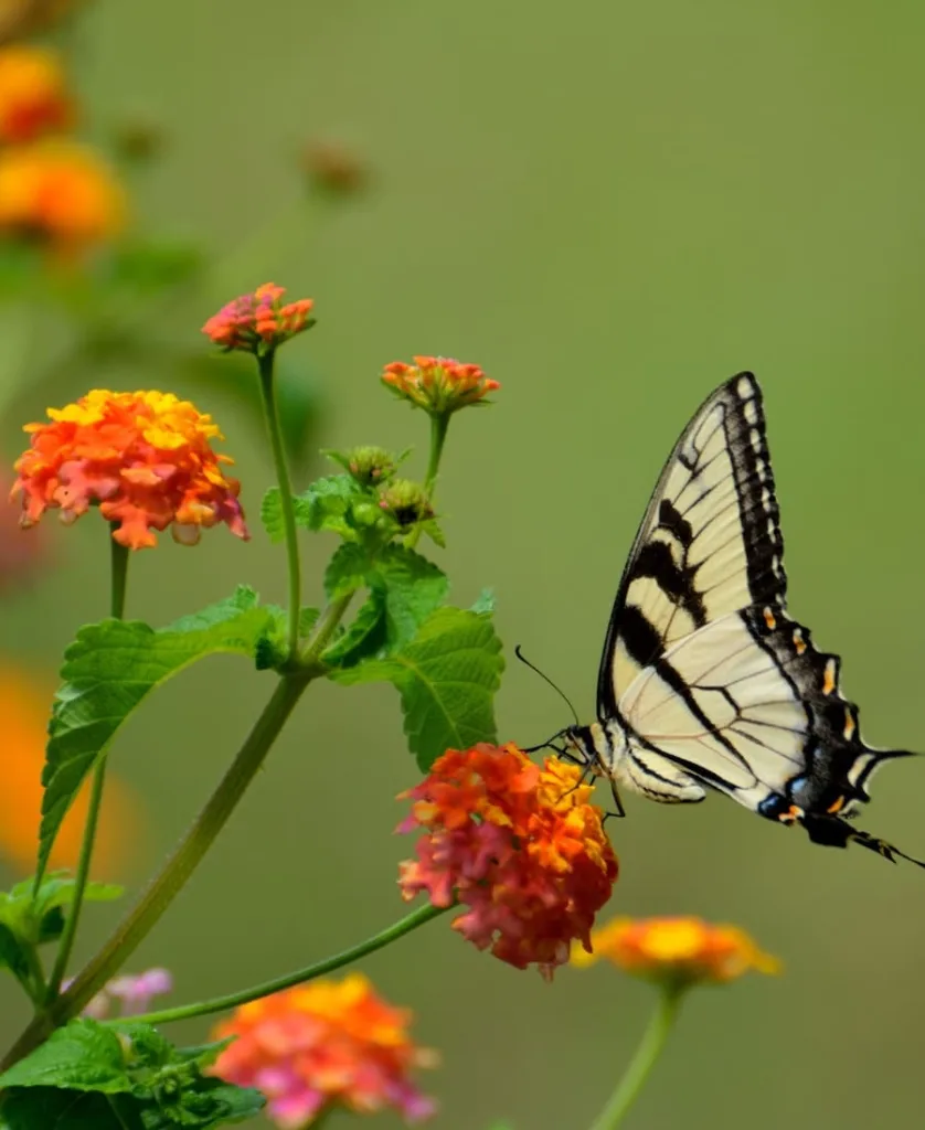 10 Spiritual Signs from Tiger Swallowtail Butterflies