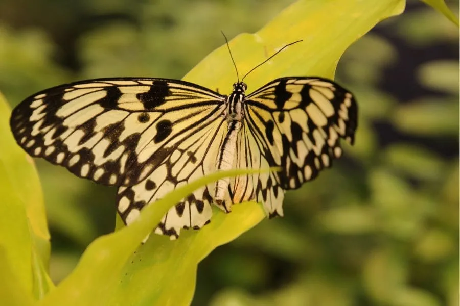 9 Spiritual Meanings of a Black and Yellow Butterfly