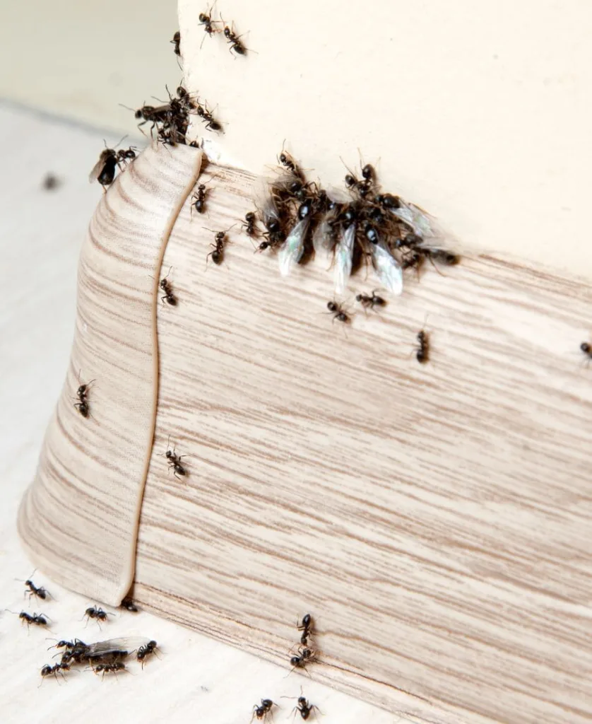 Ants on the baseboard