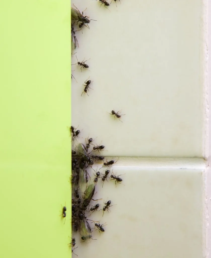 Ants on the wall