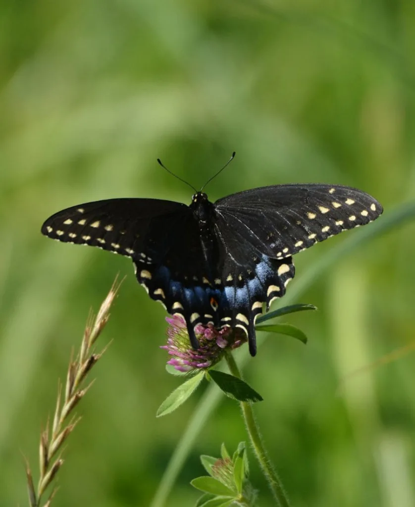 Black Swallowtail Butterfly Flying