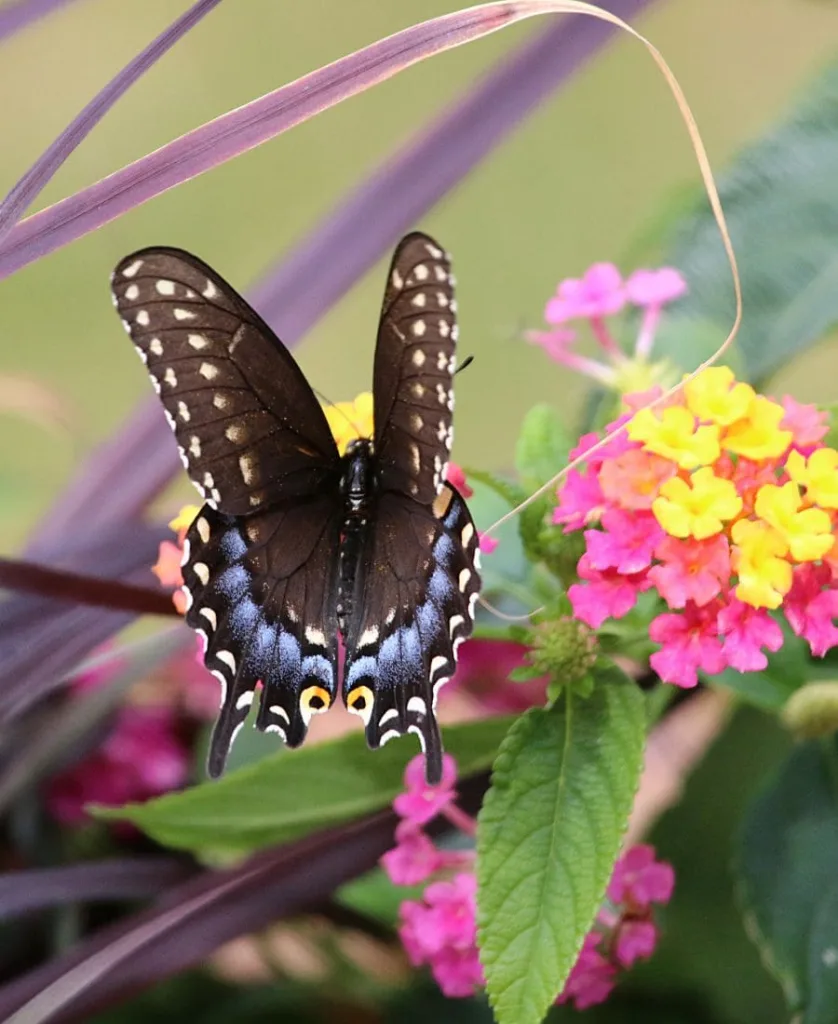 Black Swallowtail Butterfly Flying Over Some Flowers