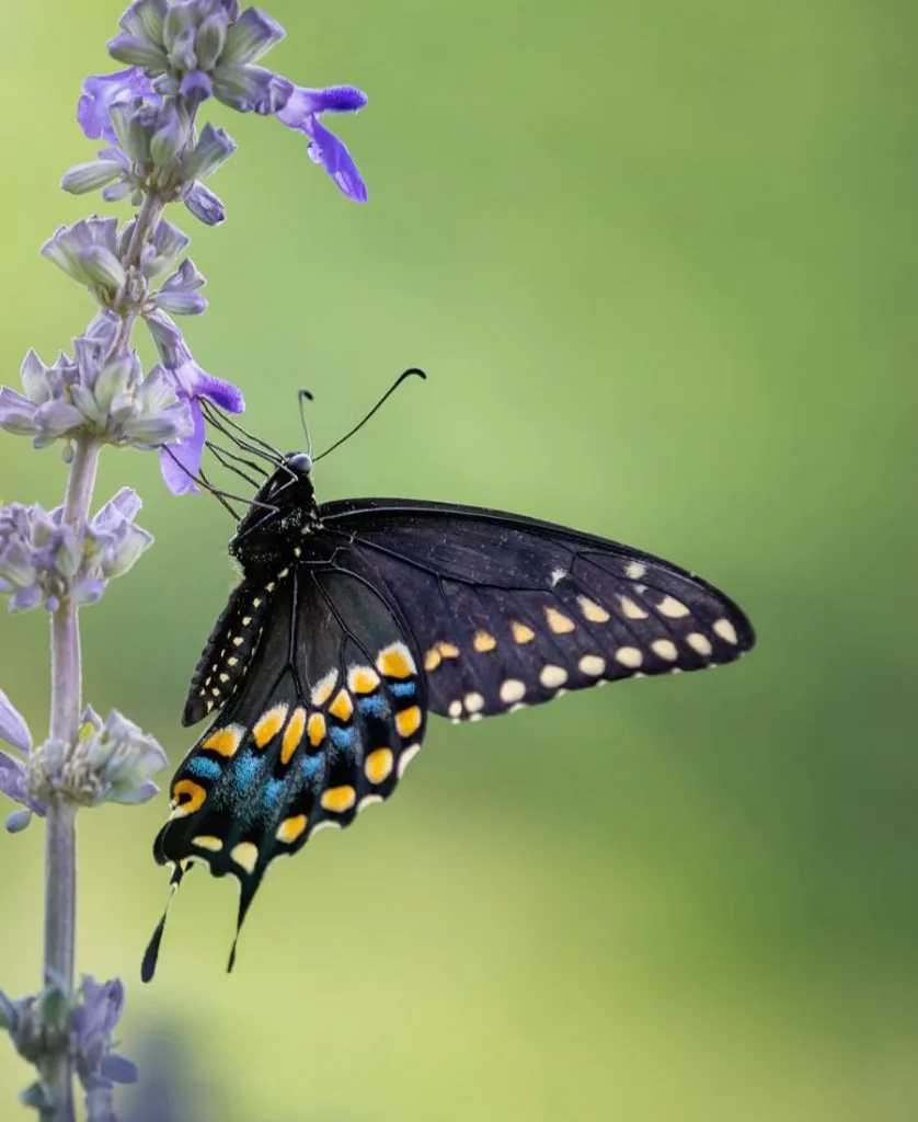 Black Swallowtail Butterfly on a Purple Flower