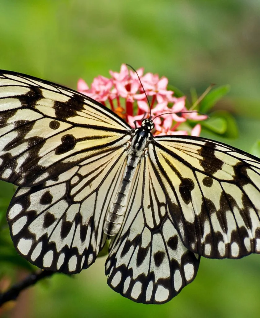 Black and Yellow Butterfly on a pink flower