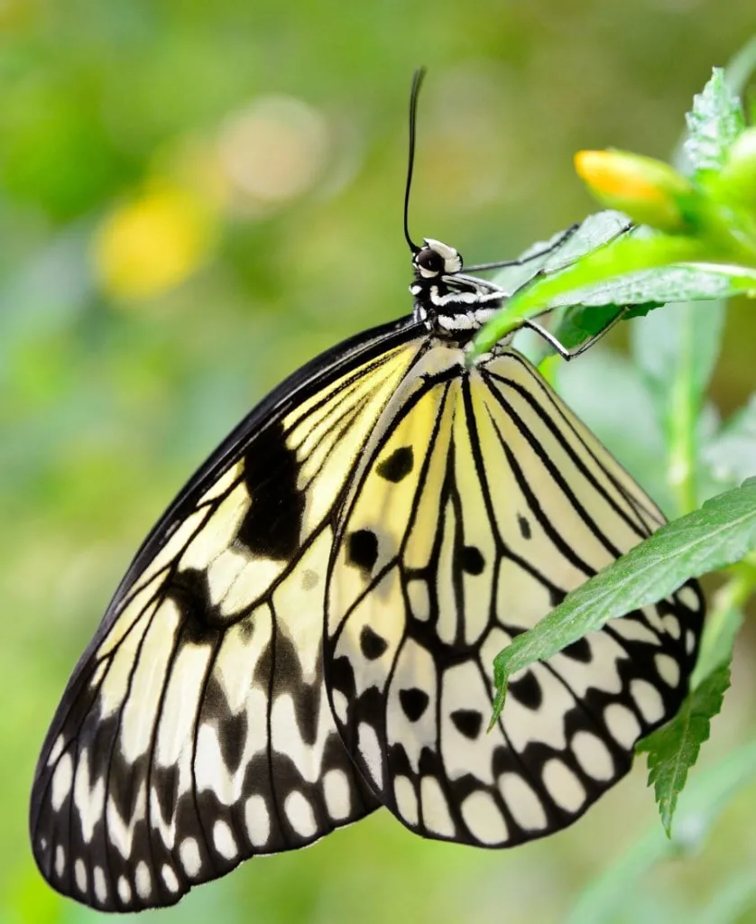 Black and Yellow Butterfly on a plant