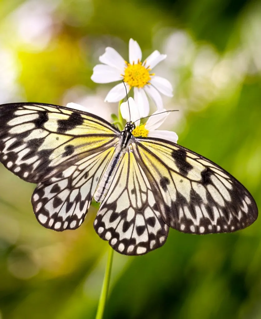 Black and Yellow Butterfly on a white flower