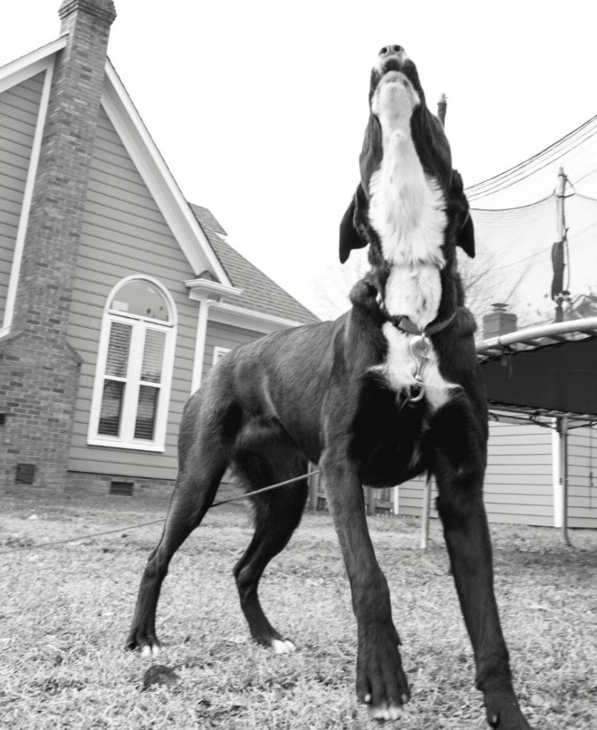 Black and white photo with a dog howling