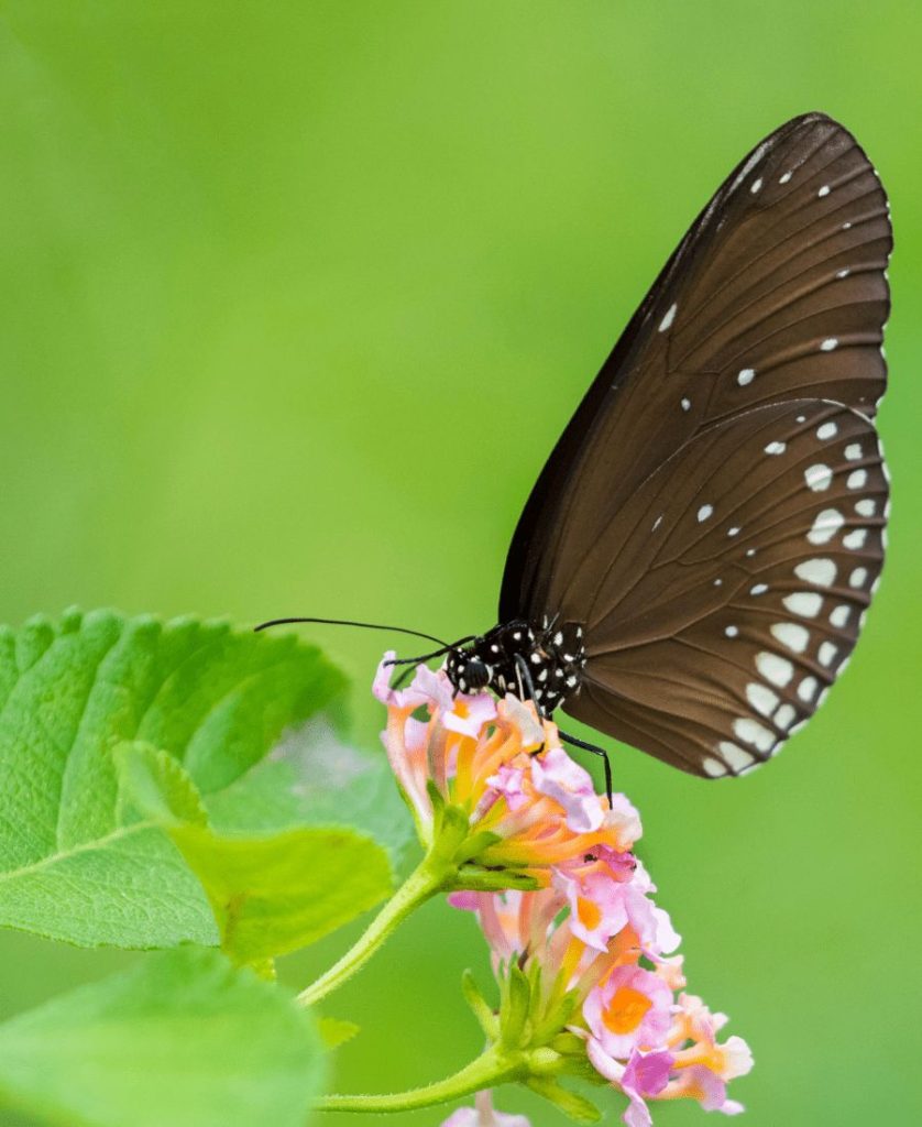 Brown Butterfly on a flower