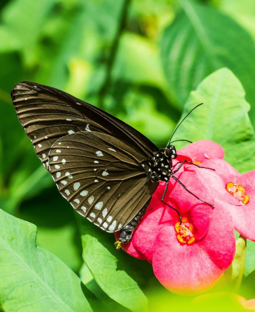 Brown Butterfly on a red flower