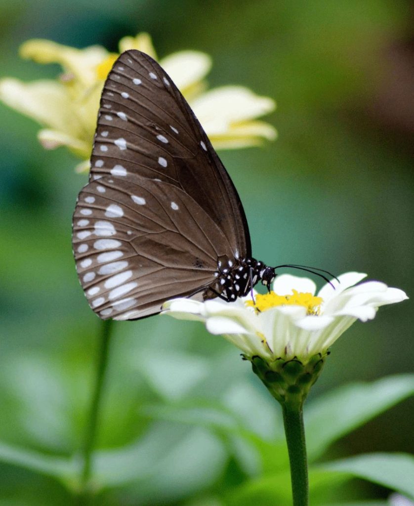 Brown Butterfly on a white flower