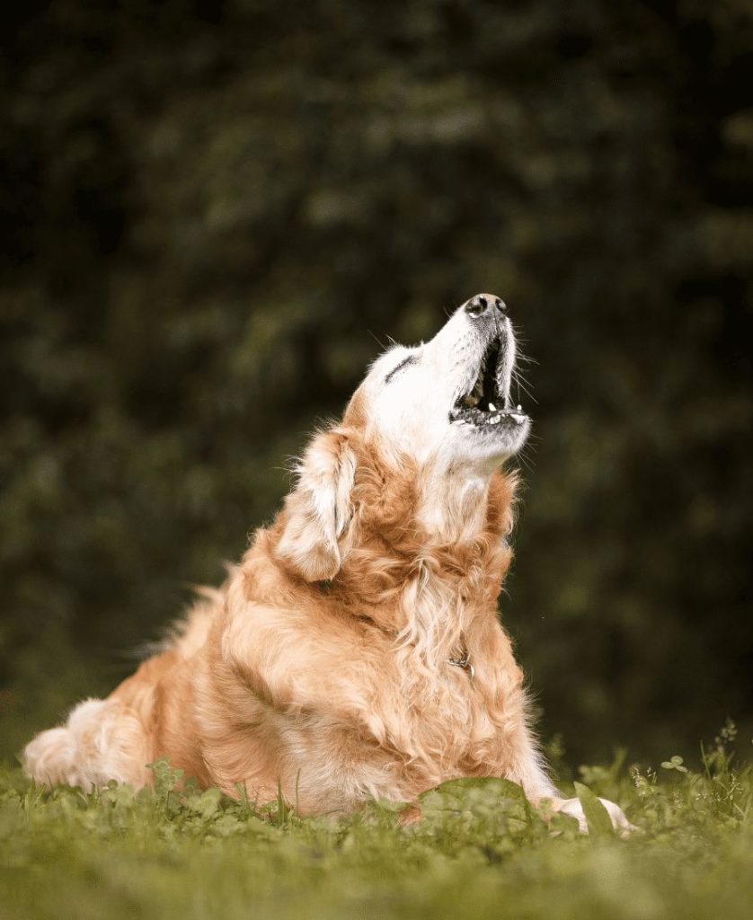 Dog Howling Spiritual Meaning