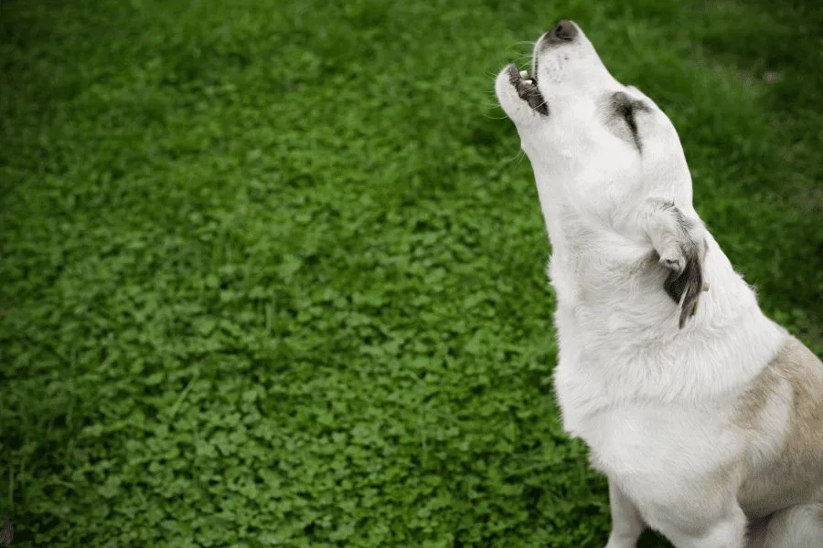 Dog Howling Spiritual Meaning (You Didnt Expect This)