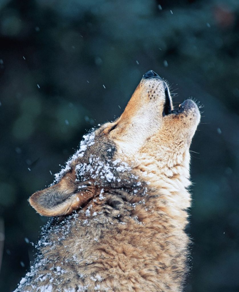 Dog howling with snow in his head