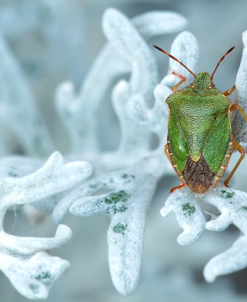 Green june bug on a frozen leaf