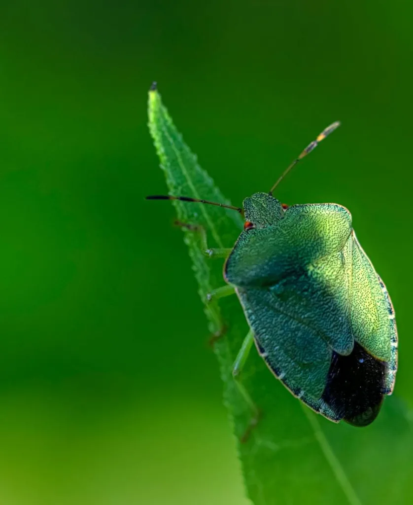 Green june bug on a leaf