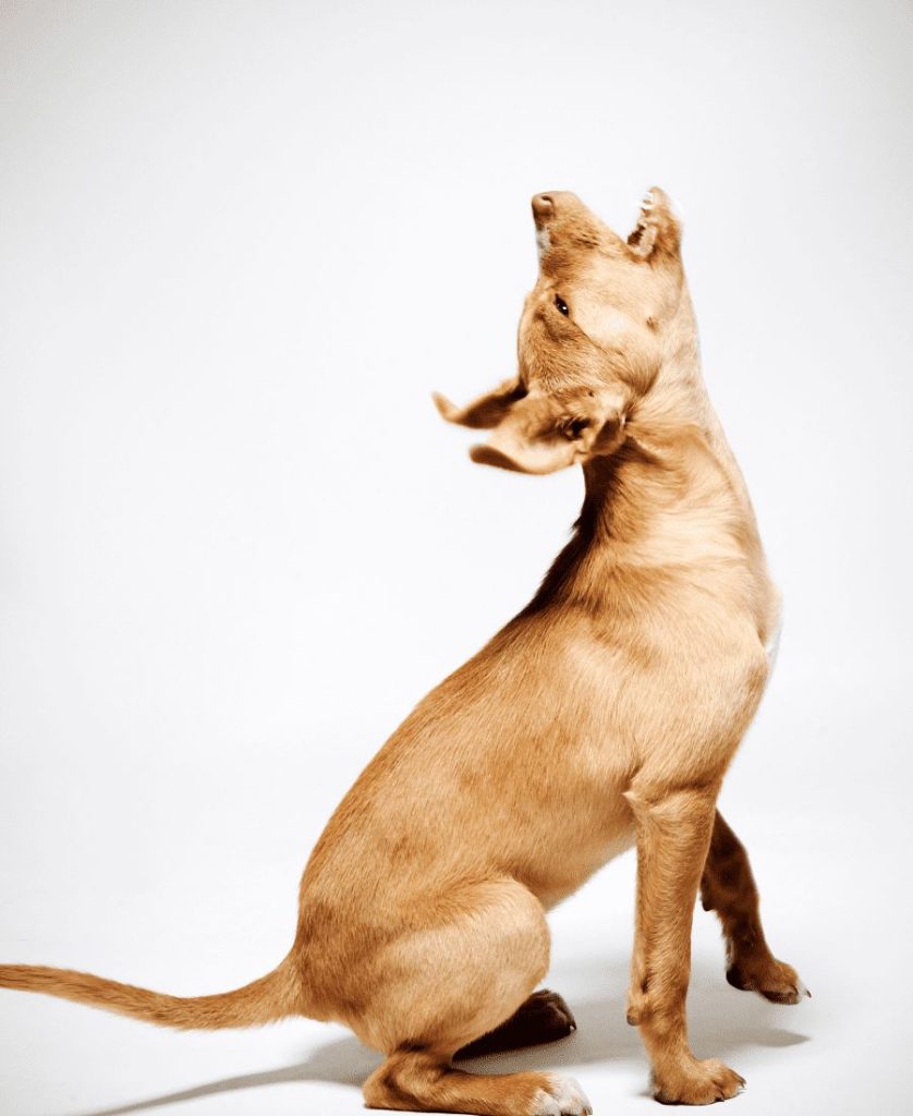 Puppy howling