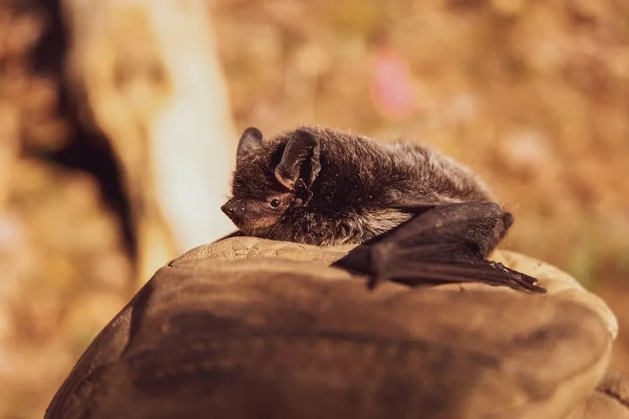 Spiritual Meaning of Bats Outside Your House