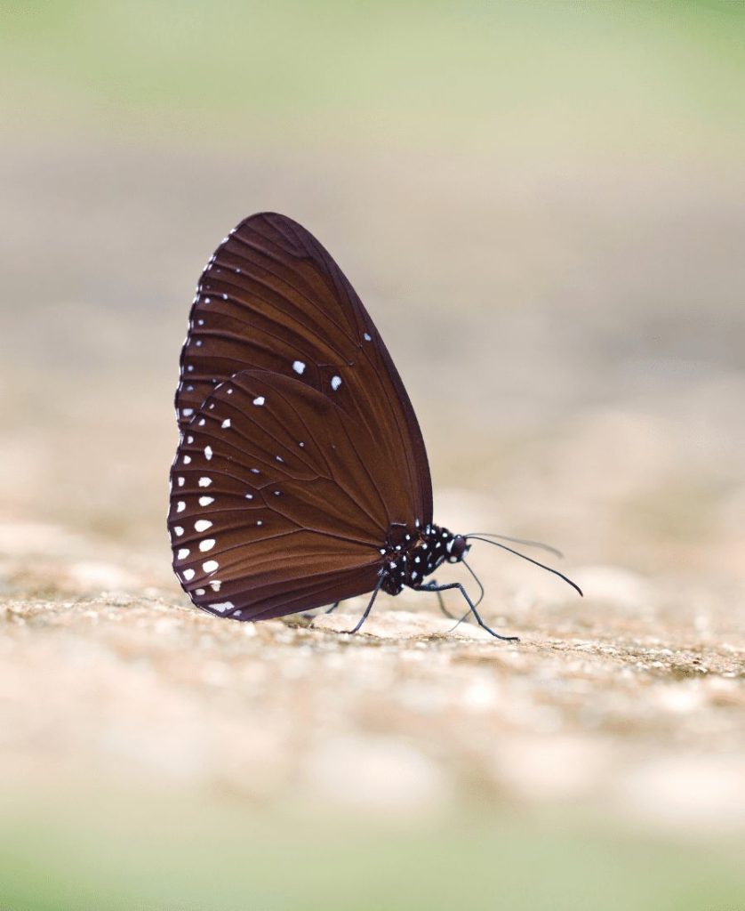 Spiritual Meaning of a Brown Butterfly Landing on You