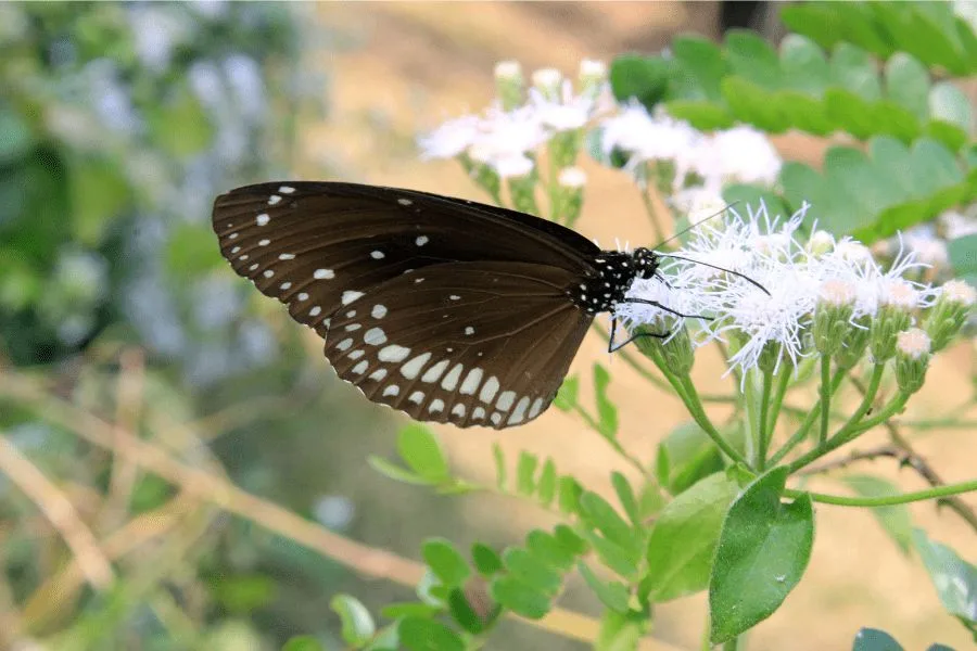 Spiritual Meaning of a Brown Butterfly Landing on You