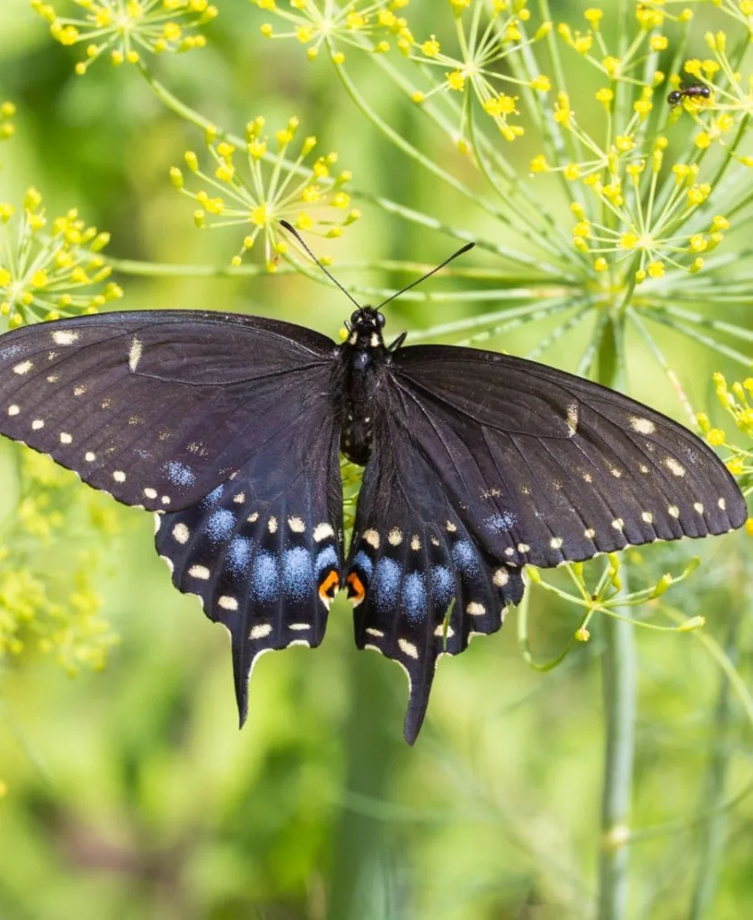 Spiritual Meanings of Black Swallowtail Butterfly