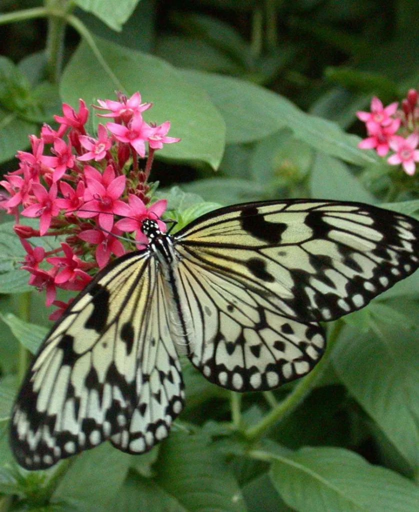 Spiritual Meanings of a Black and Yellow Butterfly