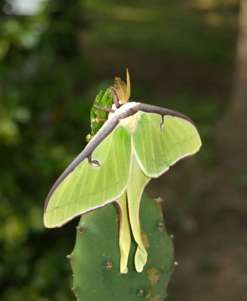 Spiritual Meanings of the Luna Moth