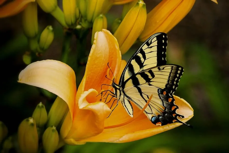 Tiger Swallowtail Butterfly Meaning
