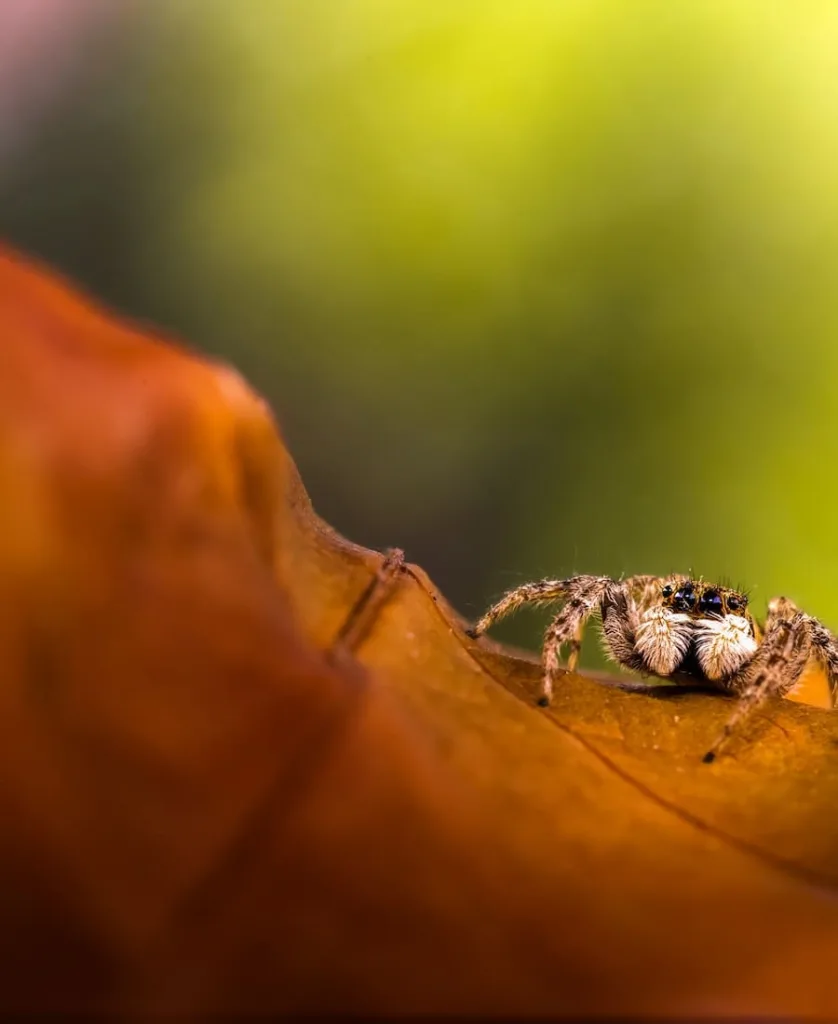 Wolf spider on top of a leaf
