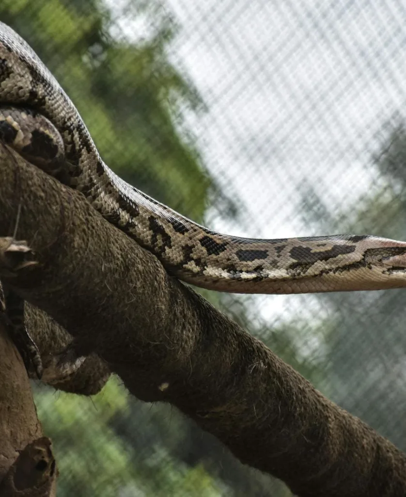 Anaconda on a branch
