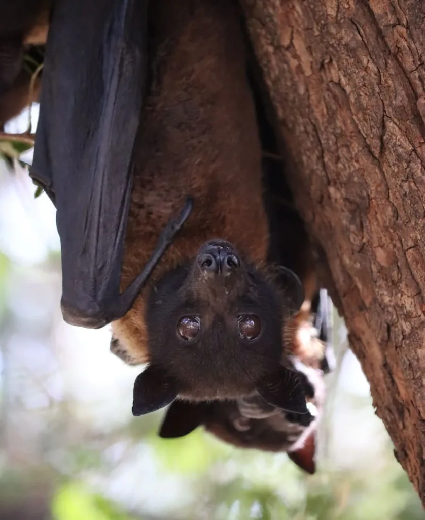 two bats in the backyard