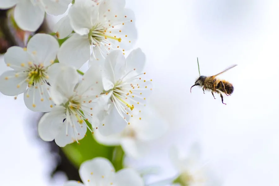 spiritual meaning of bee sting