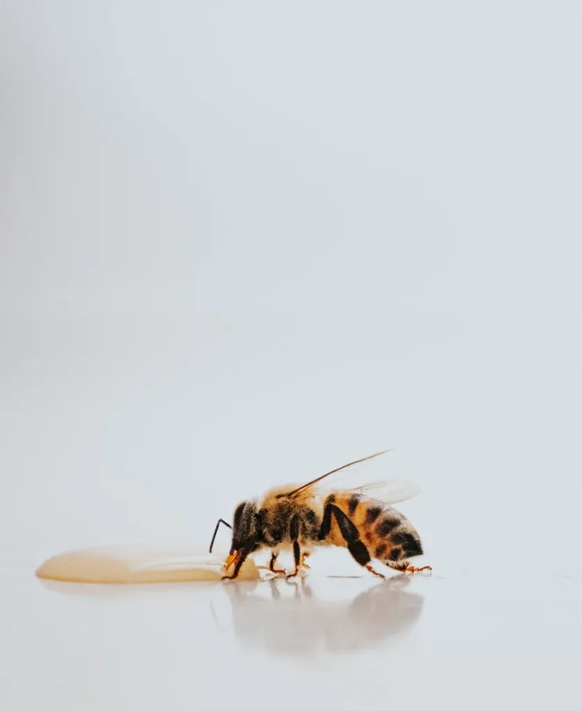 a bee on the table