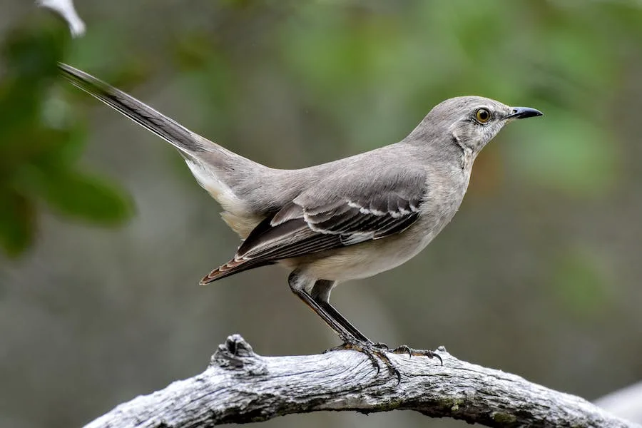 Spiritual meanings of mockingbird