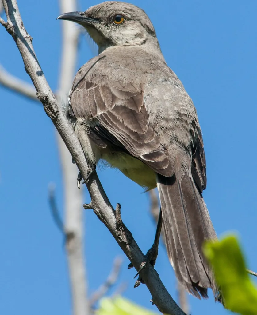 a mocking bird on the tree branch