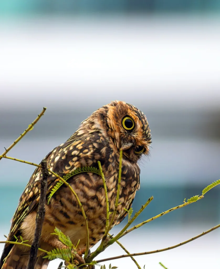 an owl with its head turned
