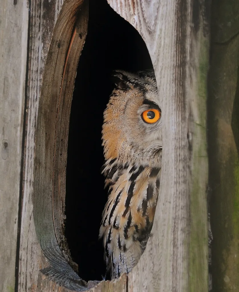 an owl inside the den