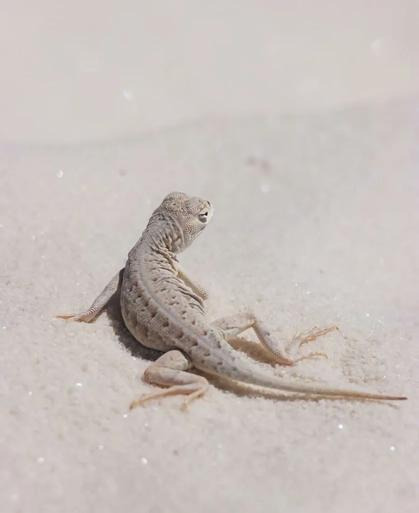 a baby lizard in the sand