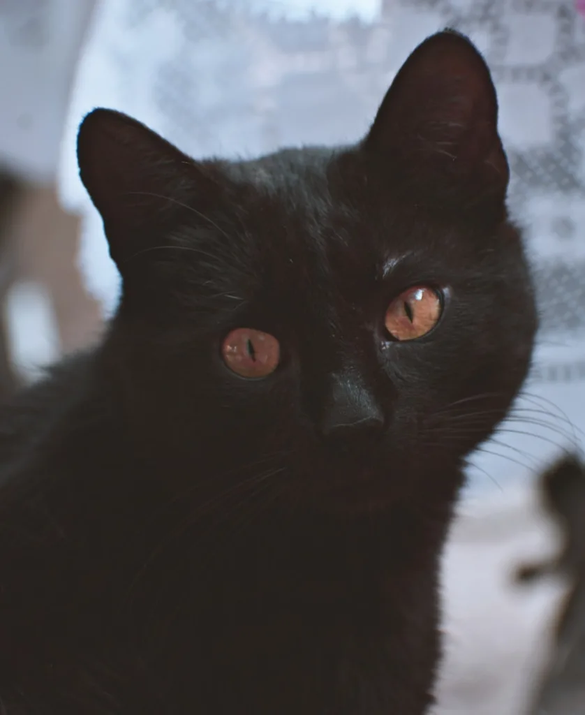 a black cat and your symbolism