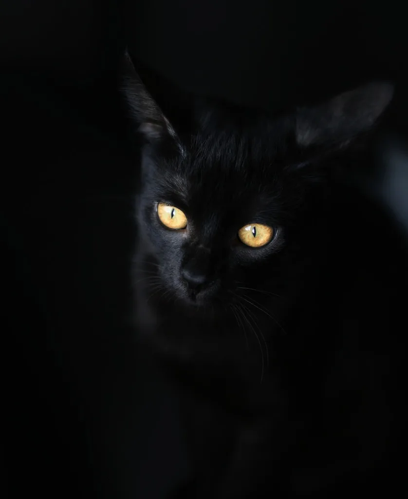 Black Cat Spiritual Meaning (Understanding Its Connection)
