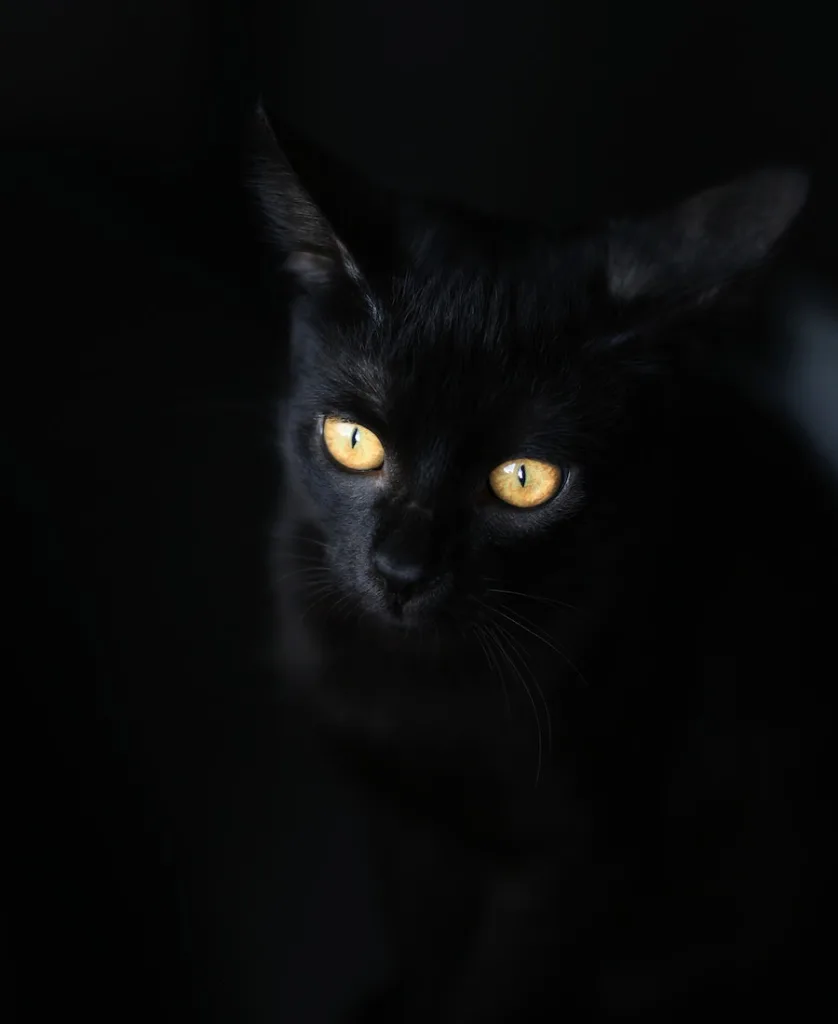 a black cat looking at something