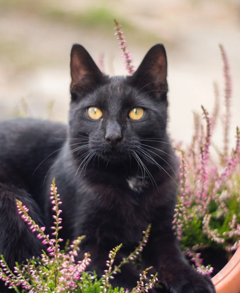 a black cat among the lavender