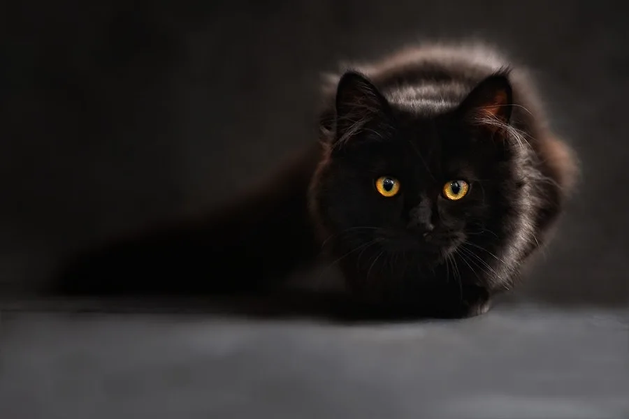 black cat spiritual meaning