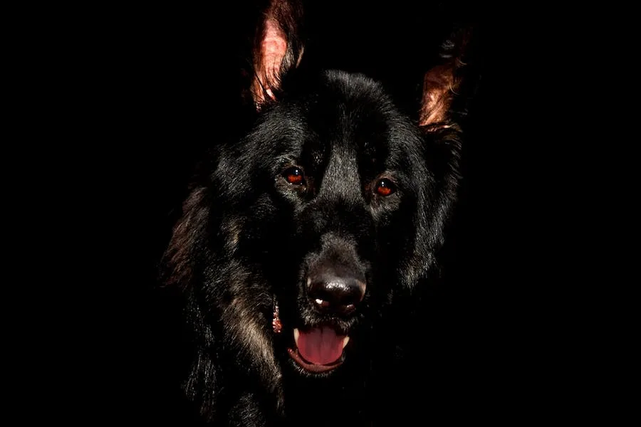 Black dog spiritual meaning