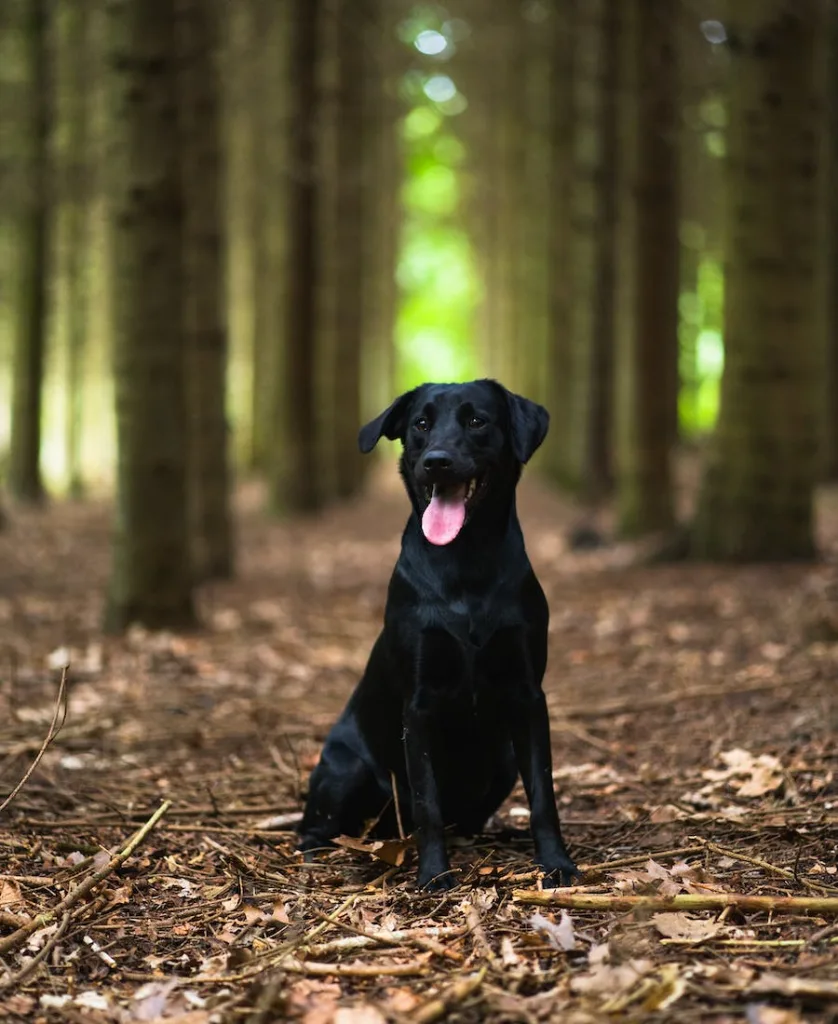 a black dog in the woods