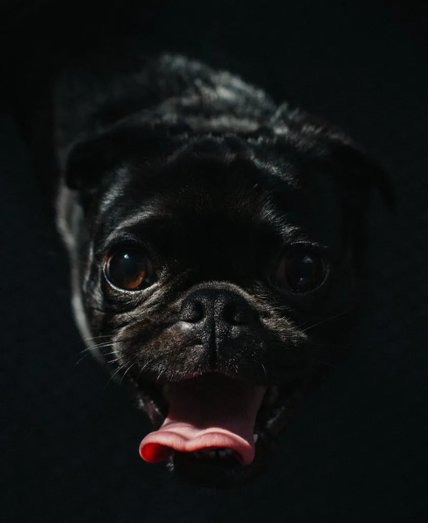 a small breed black dog