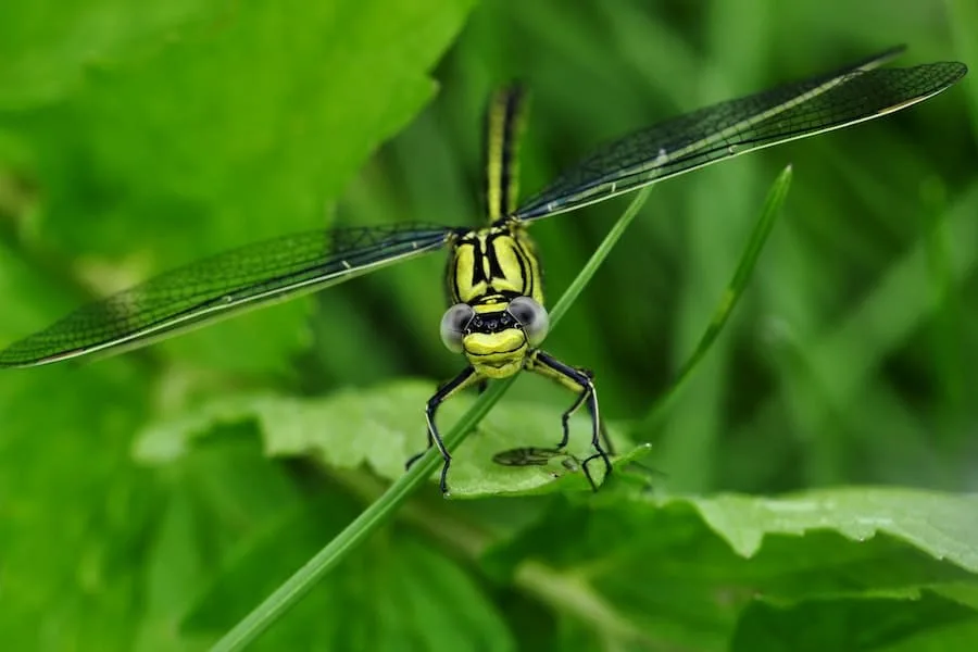 a colorful dragonfly