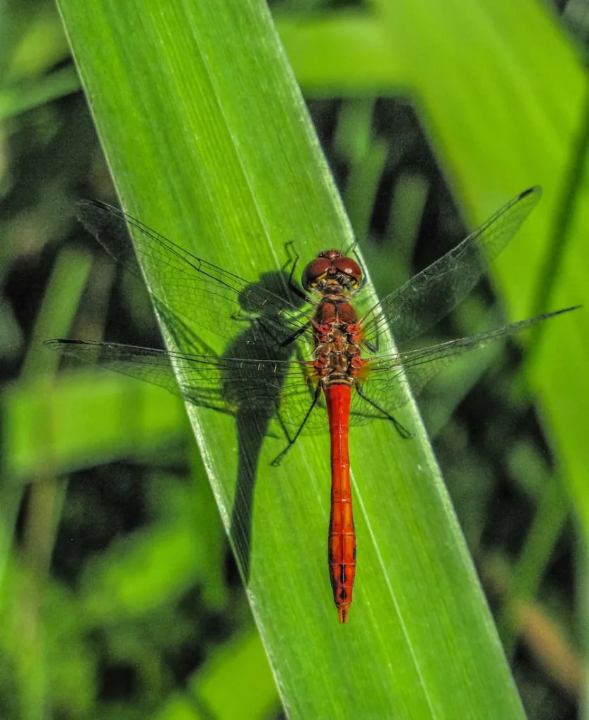 a red dragonfly meaning